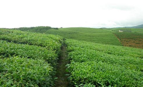 石阡苔茶 石阡苔茶-简介，石阡苔茶-地理