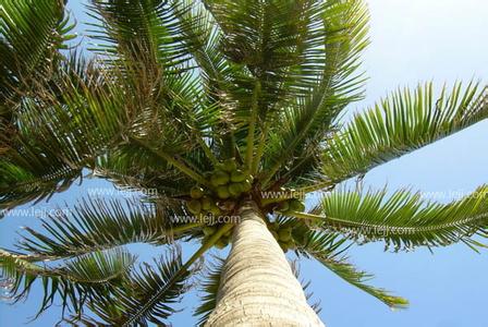 椰子树的作用 椰子树图片，椰子树的作用是什么？