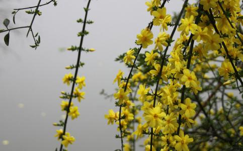 迎春花开花时间 迎春花几月开花,迎春花开时间