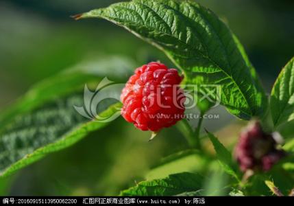 红树莓 红树莓-植物物种，红树莓-应用