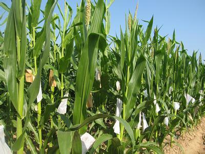 玉米育种招聘 玉米育种