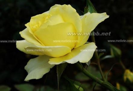 11朵黄玫瑰花语 黄玫瑰的花语是什么,11朵黄玫瑰代表什么