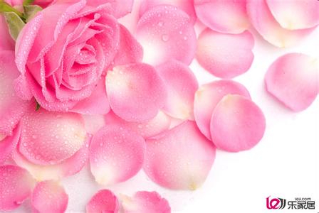 粉色玫瑰花语是什么 粉色玫瑰花语是什么，玫瑰花语大全