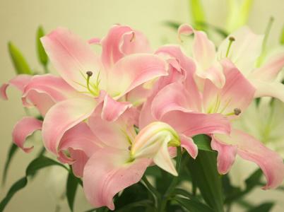 百合花的花语 送百合花代表什么 百合花的花语大全