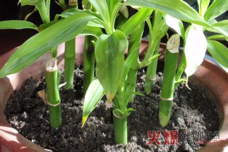 富贵竹土培注意事项 富贵竹的水养殖方法及富贵竹水养殖过程的注意事项