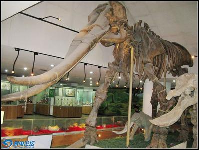 黄河象化石 黄河象化石-基本内容，黄河象化石-进化