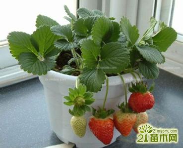 阳台种植草莓注意事项 盆栽草莓种植方法与注意事项