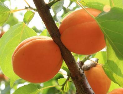 红玉杏 红玉杏-品种简介，红玉杏-果实性状