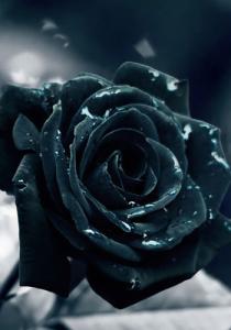 黑玫瑰的花语 黑玫瑰的花语,黑玫瑰养殖方法