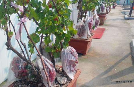 盆栽葡萄一年30万 盆栽葡萄种植方法