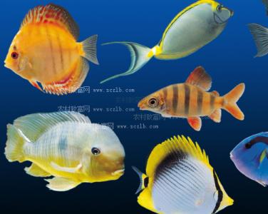 热带鱼有哪些种类 热带鱼的种类有哪些