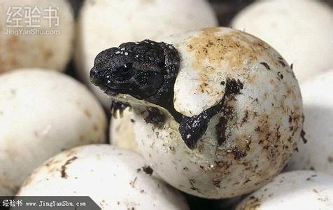 乌龟蛋怎么孵化视频 乌龟蛋怎么孵化
