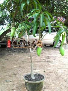 芒果种子几月可以种植 芒果盆栽怎么种，芒果盆栽种植方法