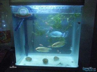 小鱼缸里怎么养蓝曼龙 鱼缸内的蓝曼龙怎么长的快