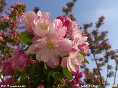 海棠花语 【海棠花语】最新海棠花语大全