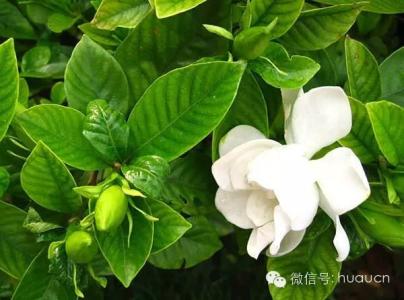 栀子花的花语 【栀子花的花语】栀子花的花语大集锦