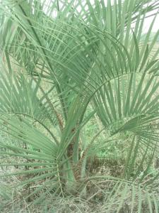 布迪椰子 布迪椰子-形态特征，布迪椰子-分布情况
