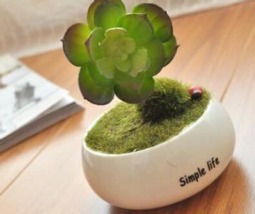 办公桌放什么植物招财 办公桌上放什么植物好
