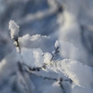 茂雪 茂雪-阳春茂雪，茂雪-李茂简介