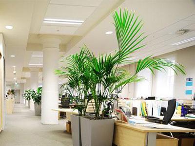 办公室植物摆放宜忌 办公室风水植物摆放宜忌