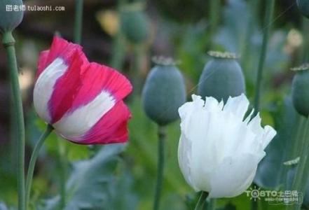 罂粟花的花语 罂粟花语有哪些,罂粟花语介绍