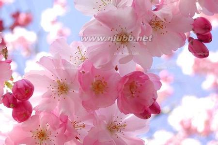 樱花的花语是什么 樱花几月开,樱花的花语是什么？