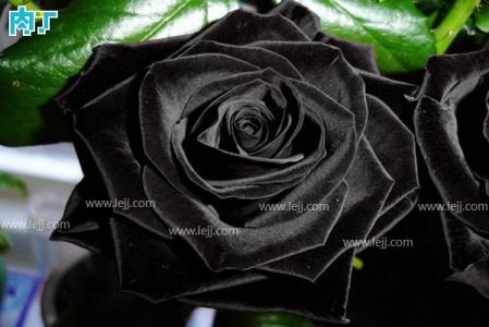 黑玫瑰花语带图片 黑玫瑰的花语是什么 黑玫瑰图片大全