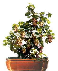 巨峰葡萄的种植方法 巨峰葡萄盆栽法