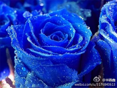 蓝玫瑰花语是什么 蓝玫瑰花语是什么,蓝玫瑰代表什么意思