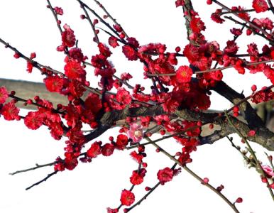 红梅 梅花的一种  红梅 梅花的一种 -形态特征，红梅 梅花的一种