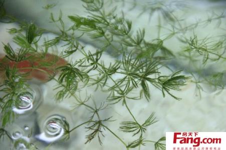金鱼藻的养殖方法 金鱼藻图片，金鱼藻怎么养殖？