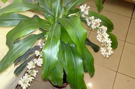 巴西木开花是什么兆头 巴西木的养殖方法和注意事项