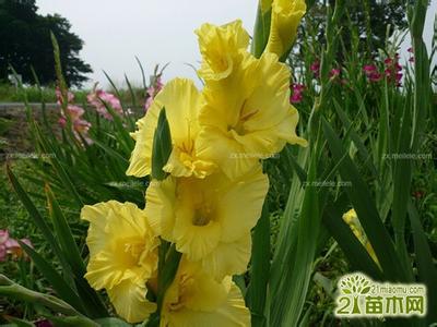 日本剑兰花的好处 剑兰花（唐菖蒲）的资料