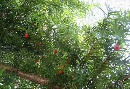 南方红豆杉的功效 红豆杉的功效与作用有哪些?南方红豆杉怎么养?