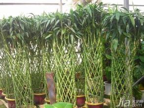 富贵竹土养方法 富贵竹怎么土养,富贵竹土养的方法
