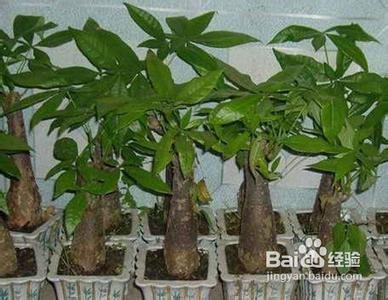 盆栽发财树的日常养护 盆栽小发财树栽植养护方法 精