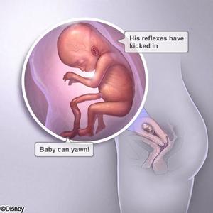 孕早期 孕早期-孕早期的身体变化有哪些，孕早期-胎儿介绍