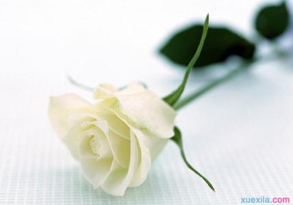白玫瑰代表的含义 【白玫瑰的含义】白玫瑰代表什么意思