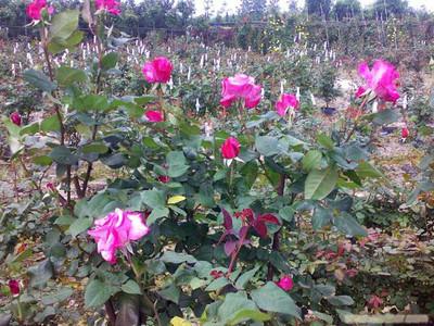 玫瑰花栽培技术 玫瑰花怎么种植 玫瑰花种植栽培技术介绍