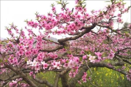 桃树的种植方法 桃树种植方法，如何种植桃树？