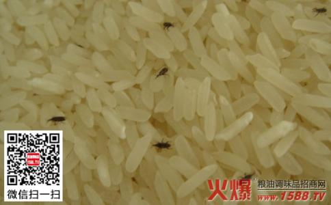 怎样预防大米生虫子 夏天大米生虫怎么办