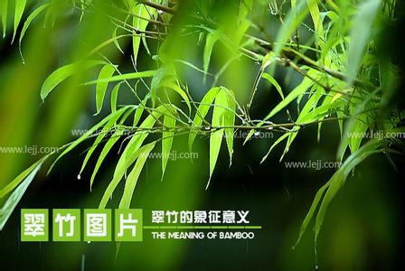 翠竹的象征意义 【翠竹】翠竹图片，翠竹的象征意义