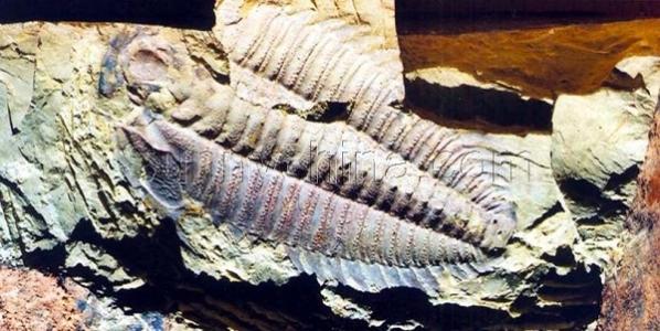 澄江古生物化石群 澄江古生物化石群-地理位置，澄江古生物化石群