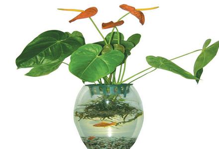 水培植物的养殖方法 家庭水培植物有哪些 水培植物的养殖技巧
