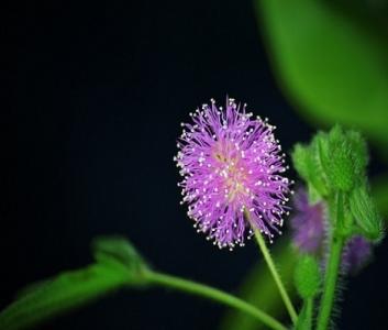 含羞草花期 含羞草会开花吗 含羞草花期是什么时候