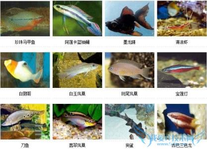 淡水观赏鱼的种类大全 淡水观赏鱼的种类图片大全及名字介绍