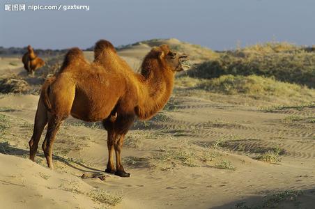 骆驼 被誉为“沙漠之舟”的哺乳动物  骆驼 被誉为“沙漠之舟”的