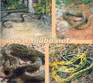 灰鼠蛇 灰鼠蛇 灰鼠蛇-简介，灰鼠蛇-科学分类