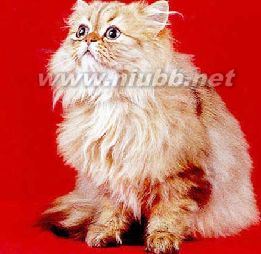 喜玛拉雅猫 喜玛拉雅猫-简介，喜玛拉雅猫-血统
