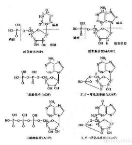 生物化学 核苷酸代谢 核酸 核酸-化学成分，核酸-分解代谢